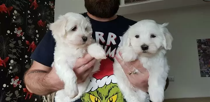 $450 : Adorable Maltese Puppies image 1