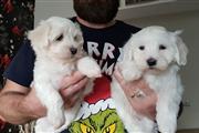 Adorable Maltese Puppies en San Antonio