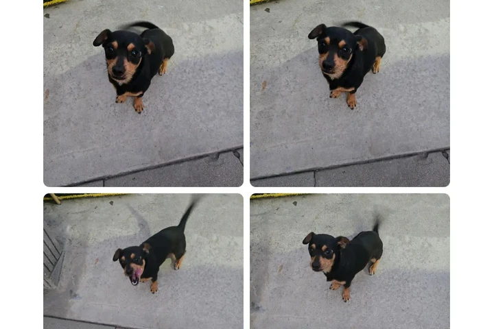 $200 : Tengo diferentes razas image 1