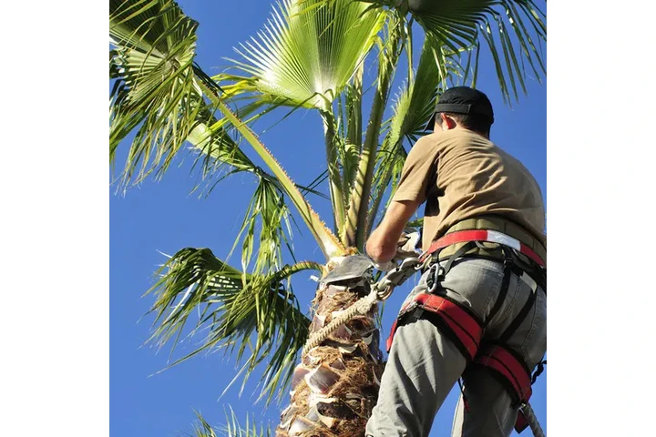 Desert Agave Landscaping, LLC image 3