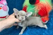 Cachorros de chihuahua thumbnail