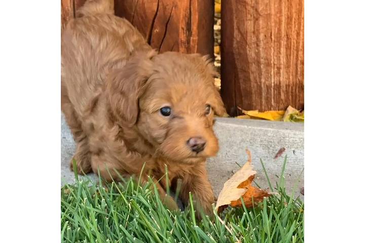 $800 : holly goldendoodle pups Cread image 3