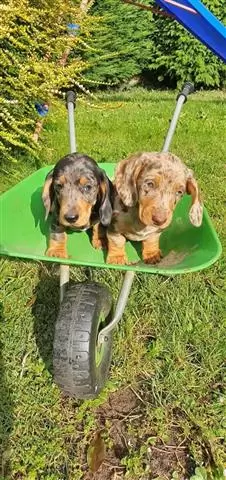 $600 : Cute Dachshund Puppies image 4