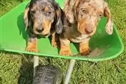 $600 : Cute Dachshund Puppies thumbnail