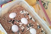 $400 : African Gray And Eggs For Sale thumbnail