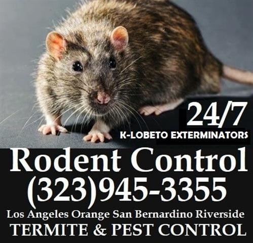 24/7 RODENT CONTROL-REPAIRS image 7