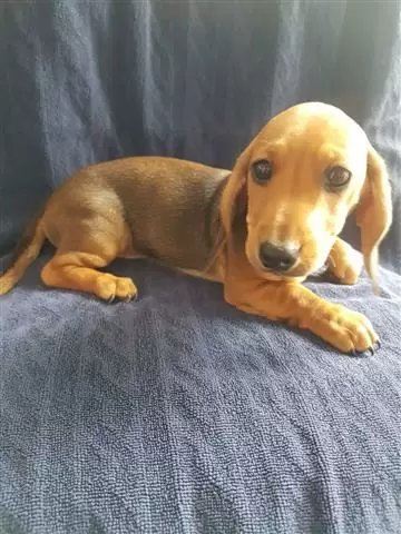 $550 : Amazing Dachshund Puppies image 4
