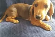 $550 : Amazing Dachshund Puppies thumbnail