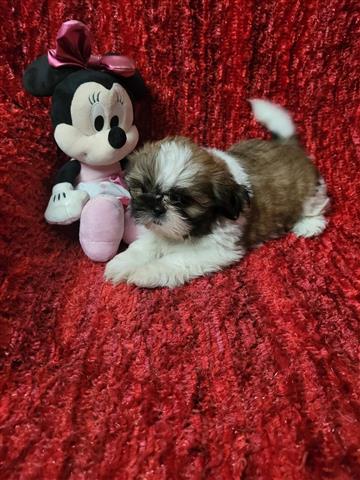 $300 : Shih tzu puppies image 3