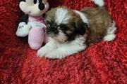 $300 : Shih tzu puppies thumbnail