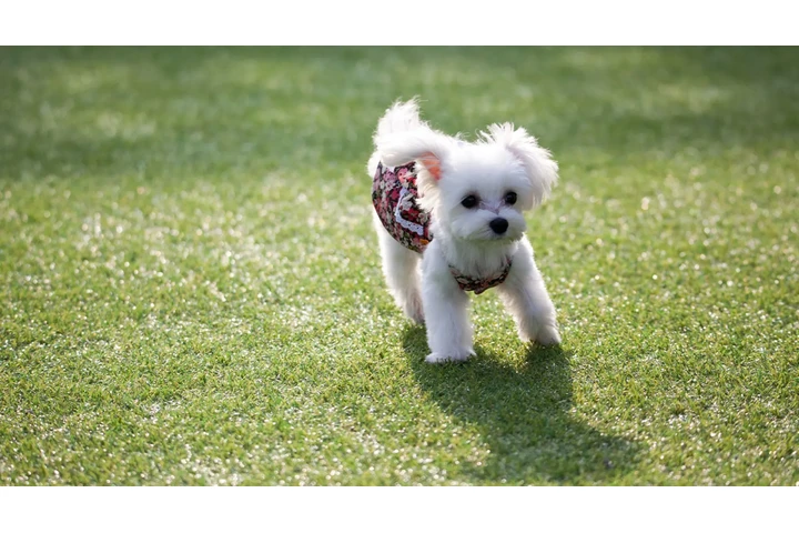 $220 : Teacup puppy's image 5