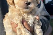 $700 : Maltipoo for sale thumbnail