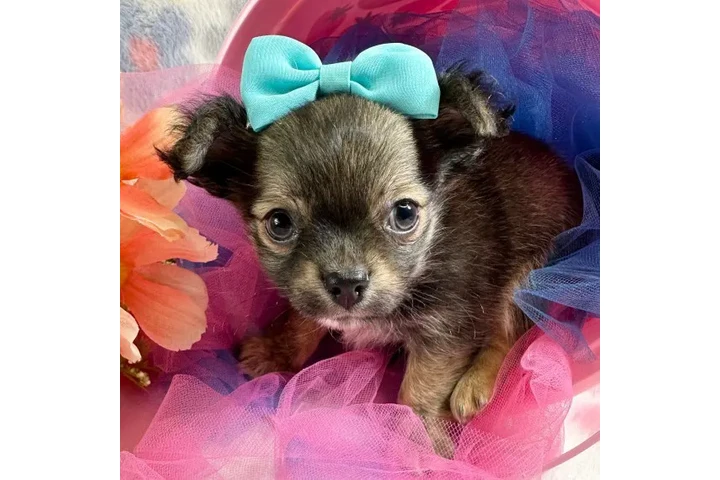 $350 : chihuahuas image 3