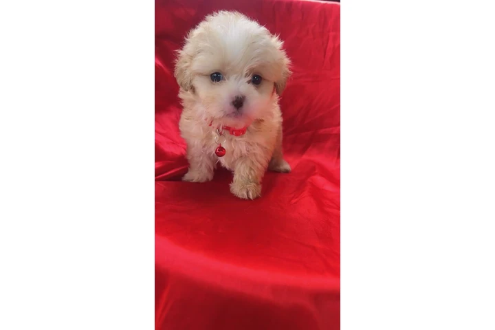 $400 : MALTIPOOS OJOS AZULES image 3