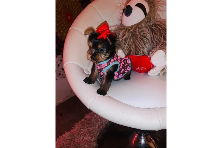 $100 : Cute teacup Yorkies available image 1