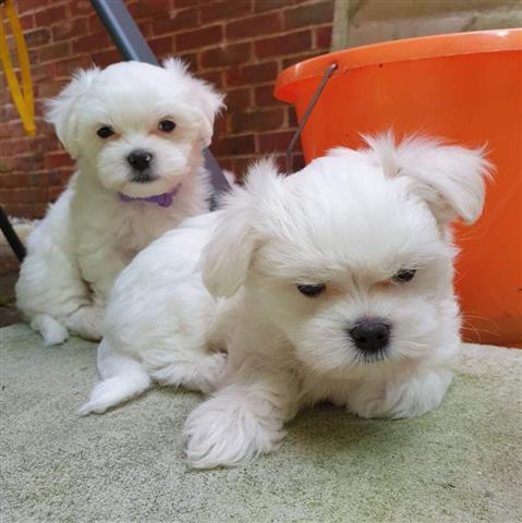 $500 : Amazing Maltese puppies image 3
