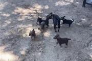 $350 : Chihuahua puppies thumbnail