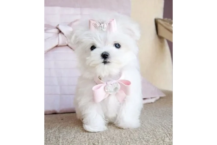 $450 : Tiny Teacup Maltese image 1