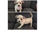 $200 : Poodle terrier mini hembra thumbnail