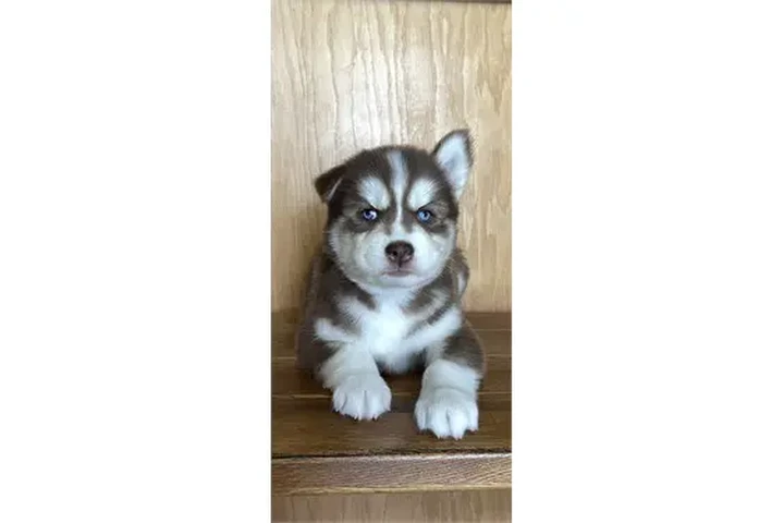$350 : Cachorros de husky siberiano image 4