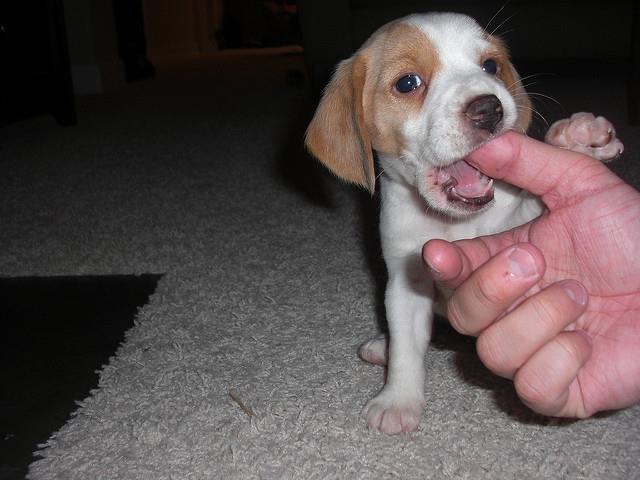 $500 : AKc Beagle para la venta image 1