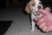 AKc Beagle para la venta en Ponce