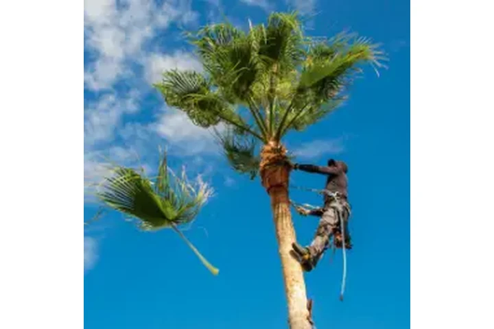 Servicios de Landscaping image 2