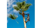 Servicios de Landscaping thumbnail