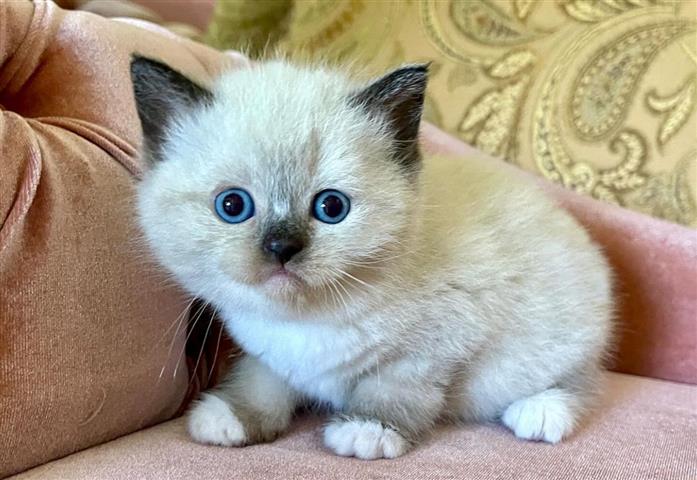 $260 : Cute Ragdolls Kitten image 1