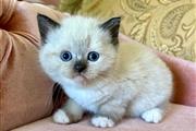 Cute Ragdolls Kitten en Denver