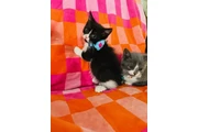 $55 : Gatitos thumbnail