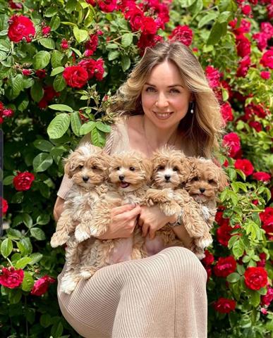 $700 : Maltipoo Puppies 5 image 1