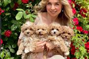 Maltipoo Puppies 5 en Orlando