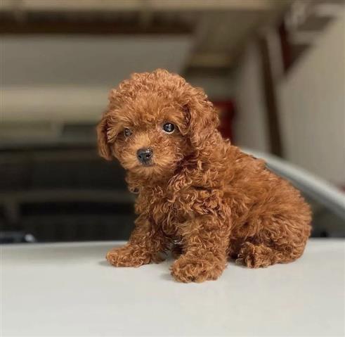 $400 : Toy Poodle image 1