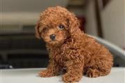 Toy Poodle en Boston