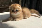 Scottish fold kitten for sale en Avon Park
