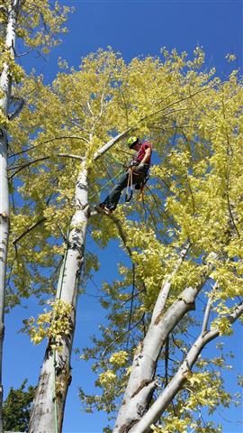 Professional Tree Care Service image 1