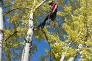 Professional Tree Care Service thumbnail