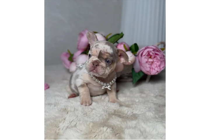 $500 : New shade Isabella Merle tan image 3