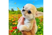 $2400 : Chihuahua puppies SH and LH thumbnail