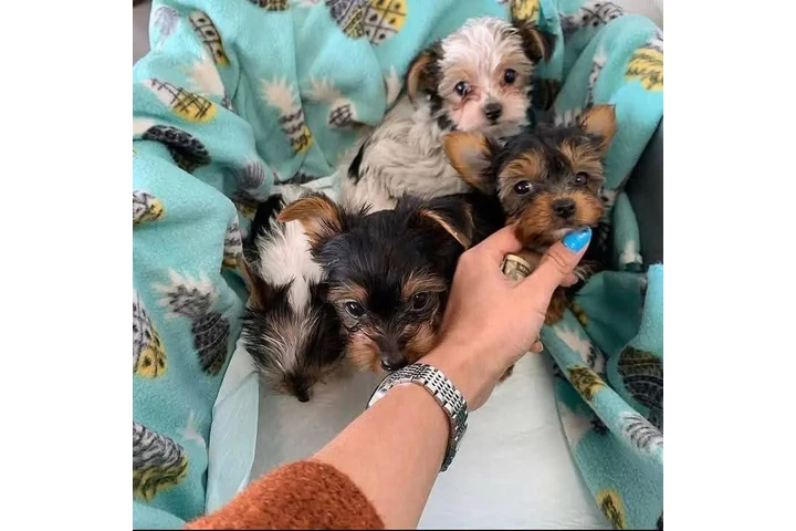 $600 : Hermoso y lindo T.E.A.C.-U.-P. image 3