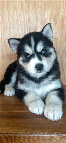 $400 : Siberian Husky Puppies image 3