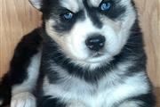 $400 : Siberian Husky Puppies thumbnail