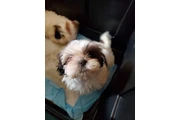 Shih-tzu en Los Angeles
