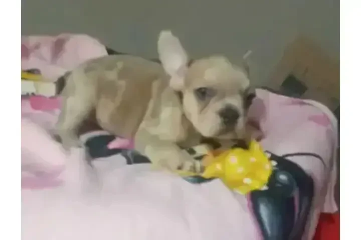 :  🐶 ¡PERRITOS EN VENTA! 🐾 image 2