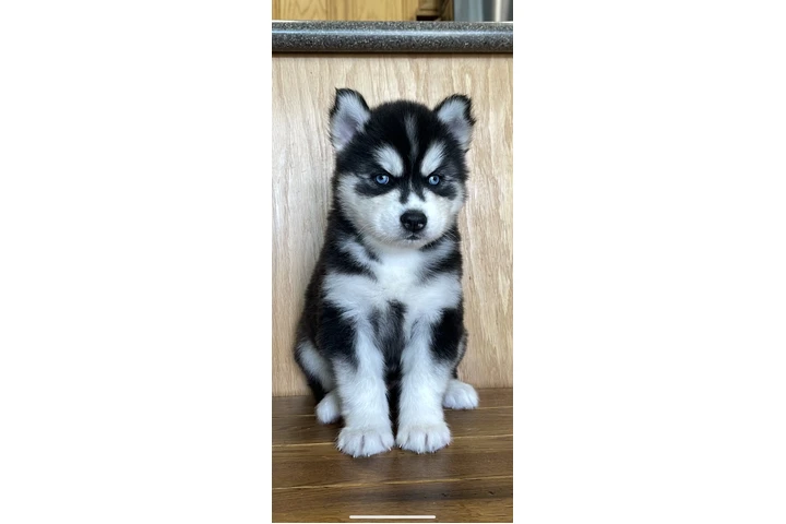 $400 : Siberian Husky Puppies image 1