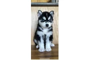 Siberian Husky Puppies
