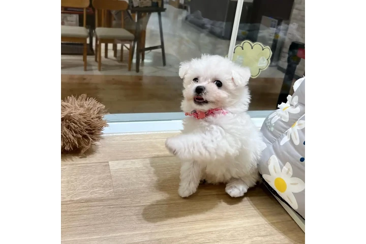 $580 : Bichón hembra image 2