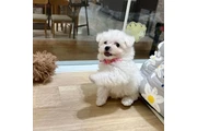 $580 : Bichón hembra thumbnail