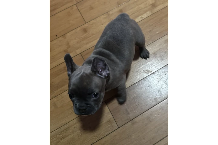 $230 : French bulldog image 3